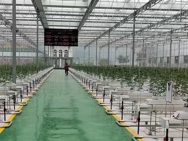 貴州無(wú)土栽培培育